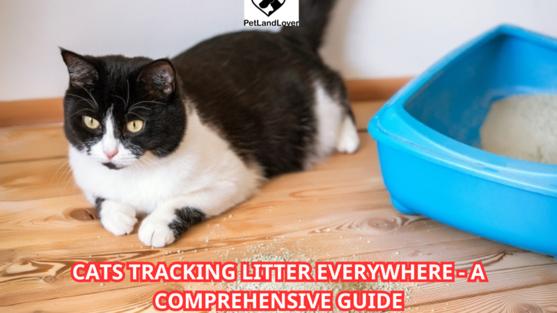 Cats Tracking Litter Everywhere – A Comprehensive Guide