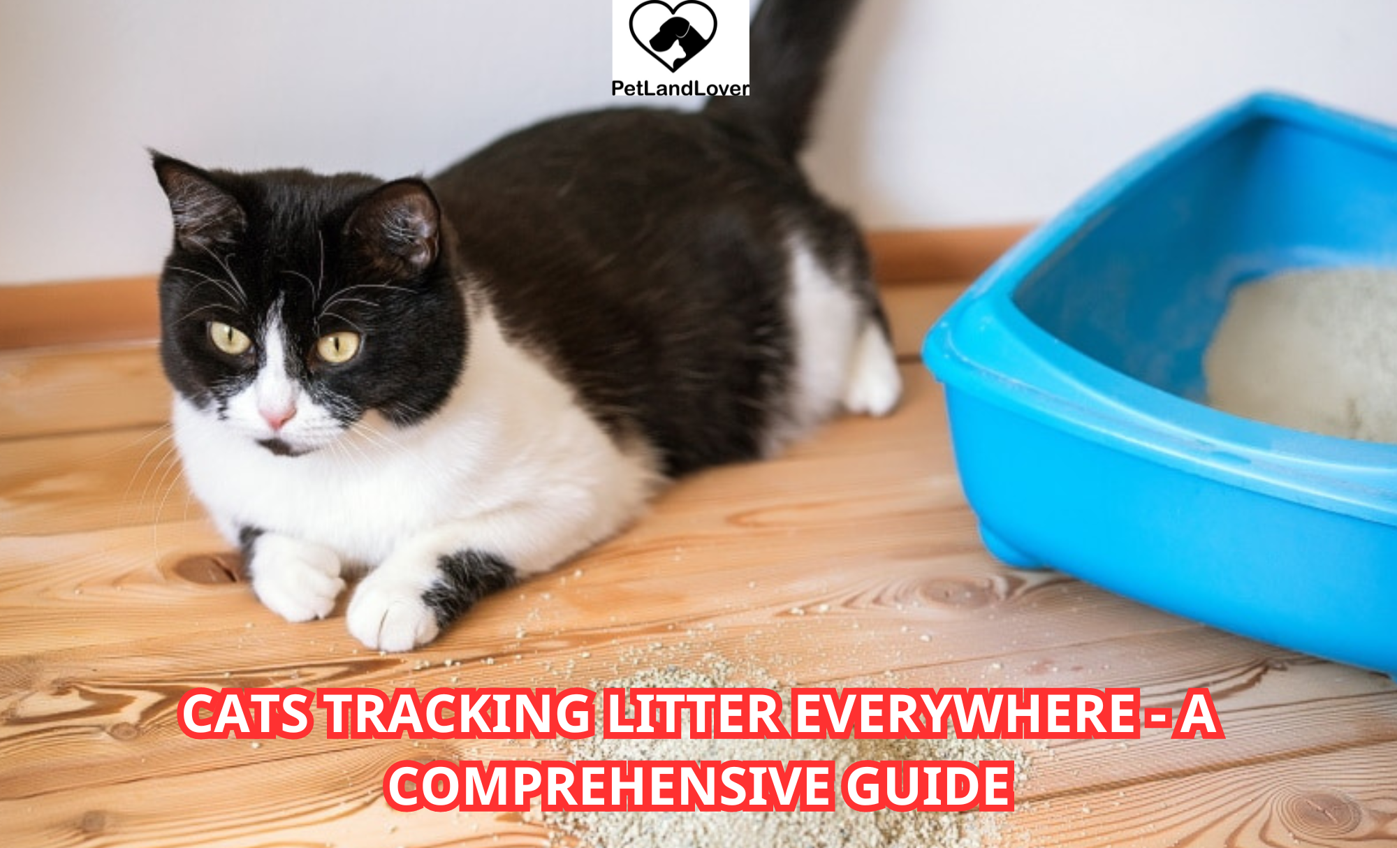 Cats Tracking Litter Everywhere – A Comprehensive Guide