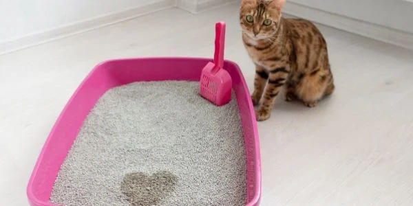 Addressing the Issue of Cat Urine Not Clumping