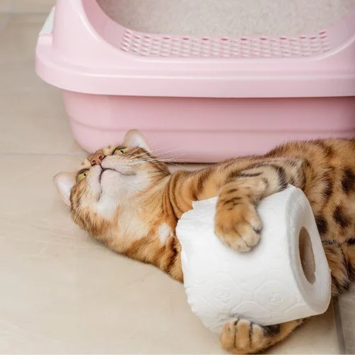 cheap kitty litter alternatives