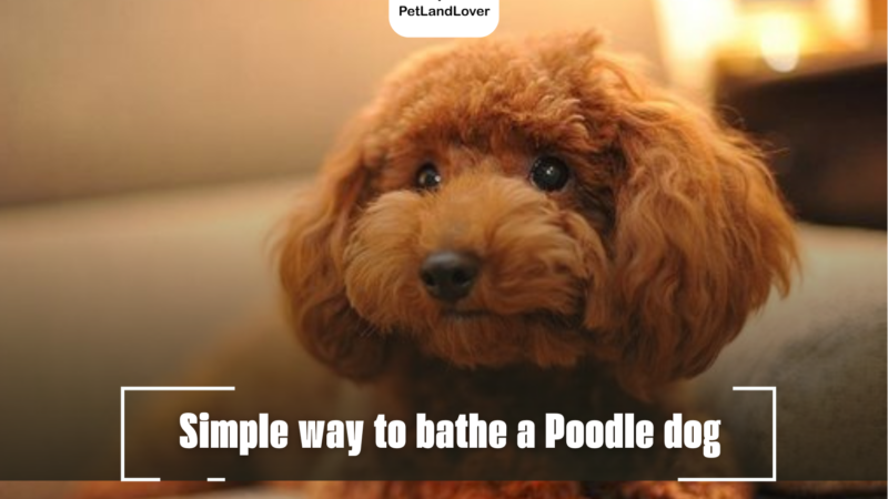 Simple way to bathe a Poodle dog