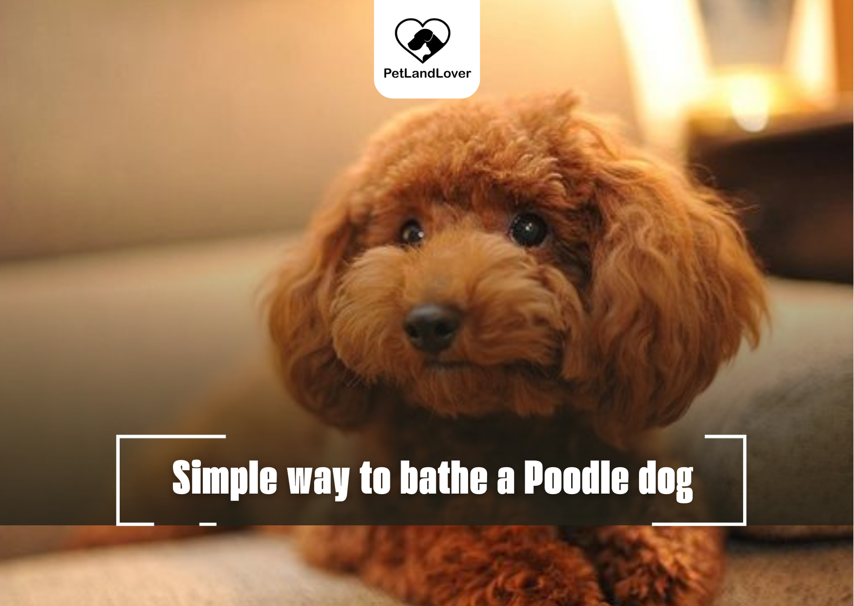 Simple way to bathe a Poodle dog