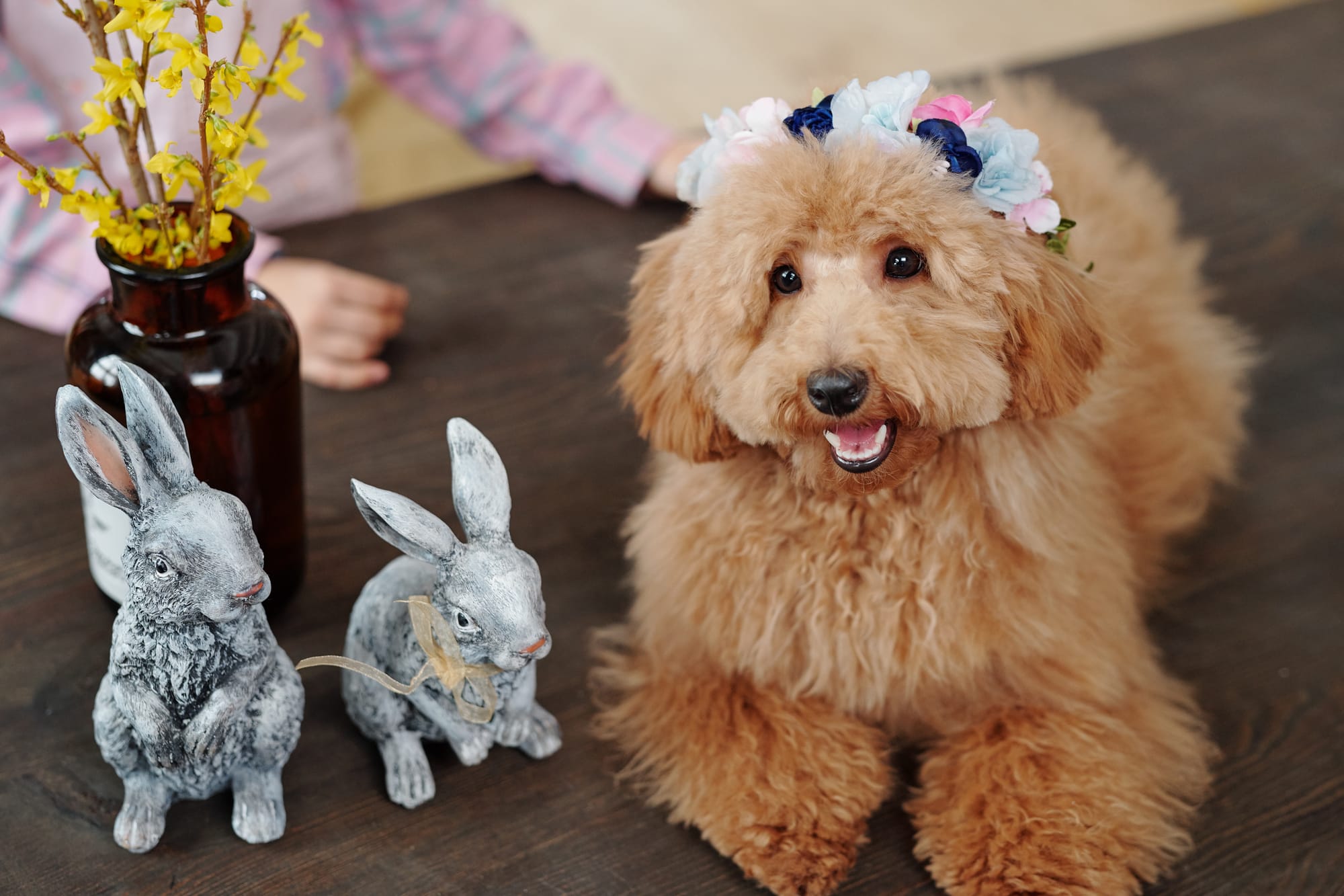 mini goldendoodle flat coat