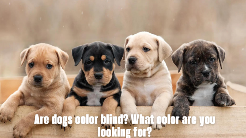 Are dogs color blind? What color are you looking for?