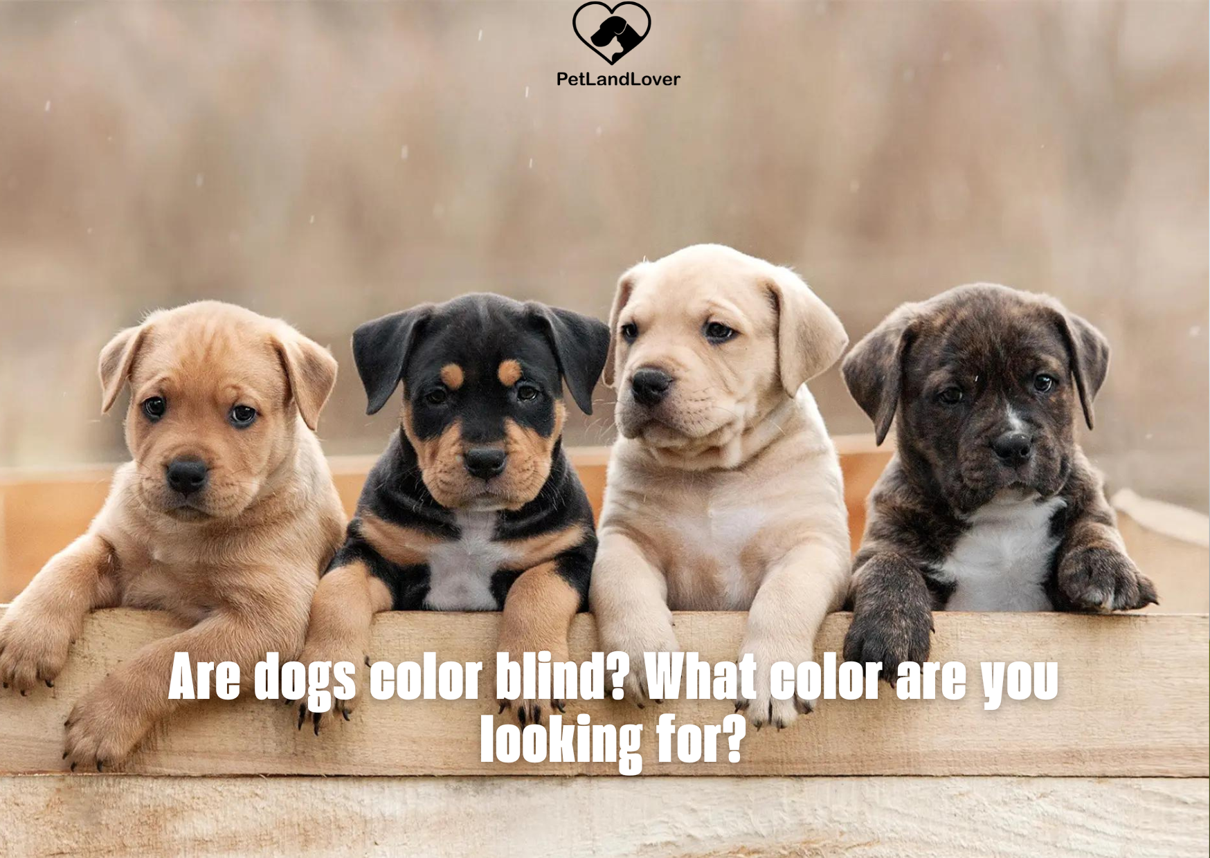 Are dogs color blind? What color are you looking for?