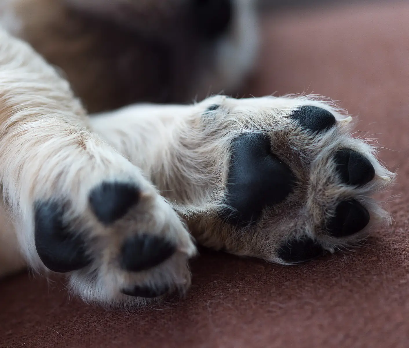 Dogs Paws Pads