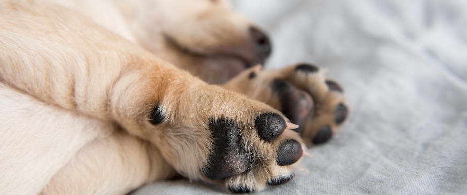 Dogs Paws Pads