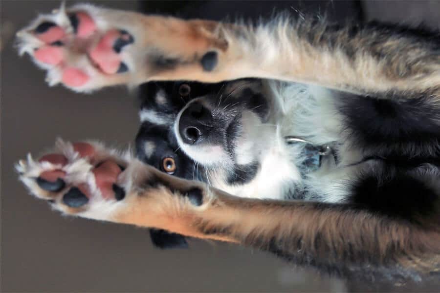 Dogs Paws Pads