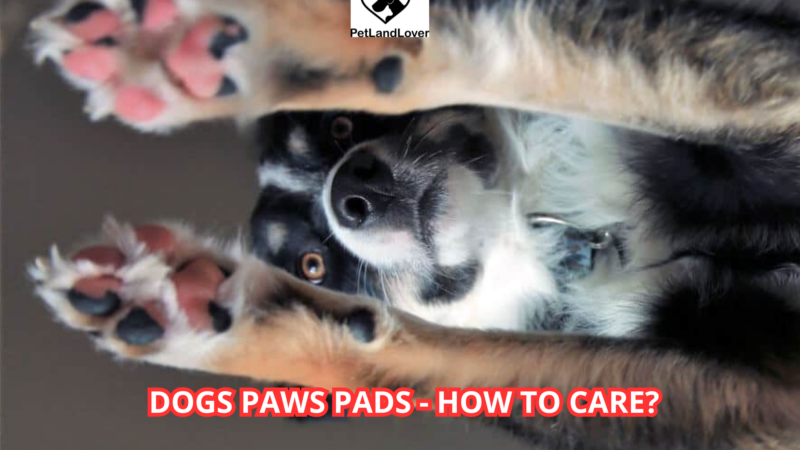 Dogs Paws Pads – How To Care?