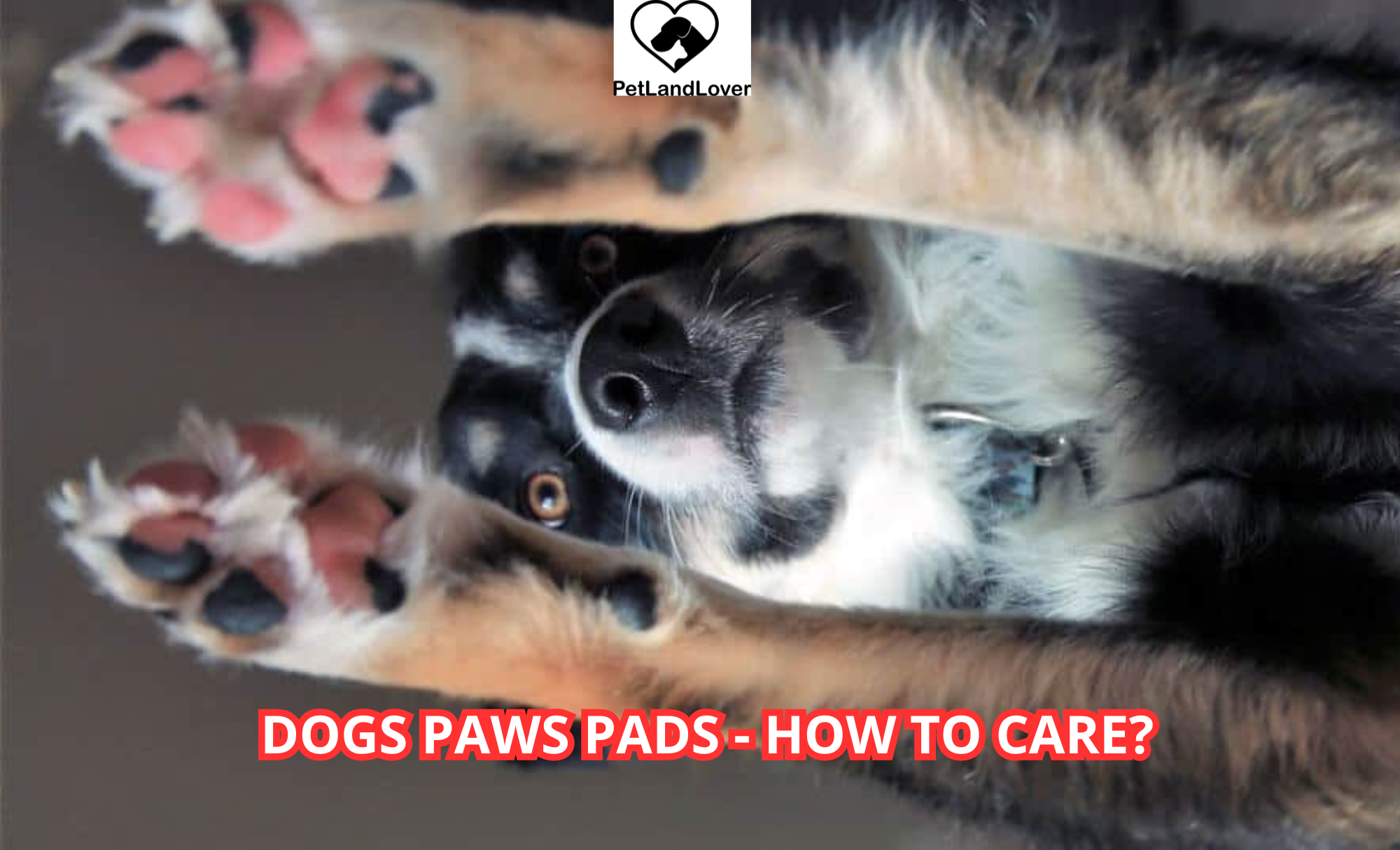 Dogs Paws Pads – How To Care?