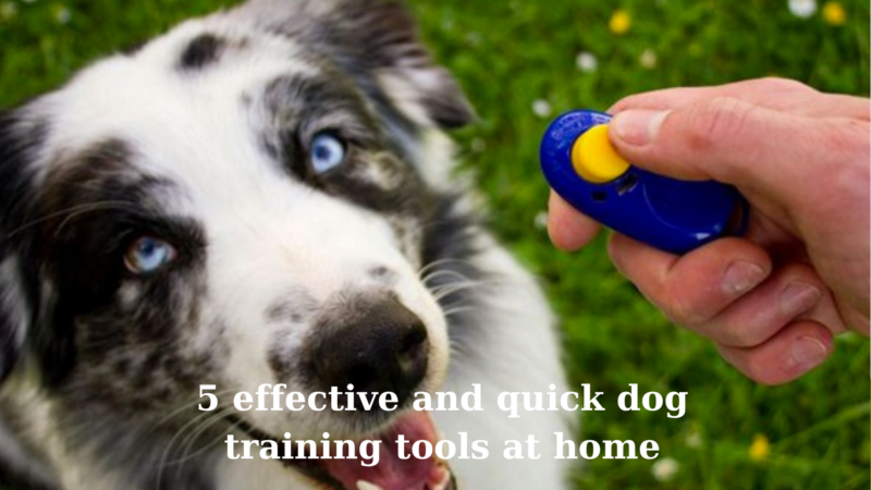 5 effective and quick dog training tools at home