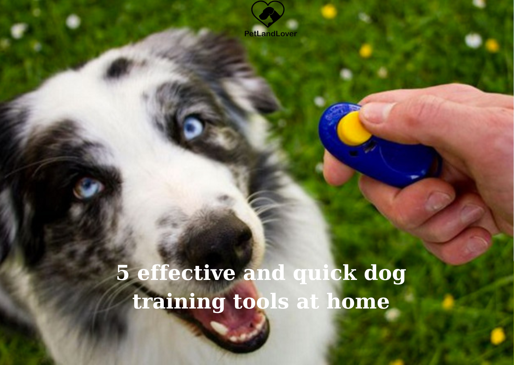 5 effective and quick dog training tools at home