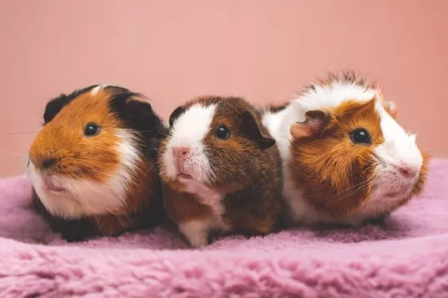 Vibration in Young Guinea Pigs