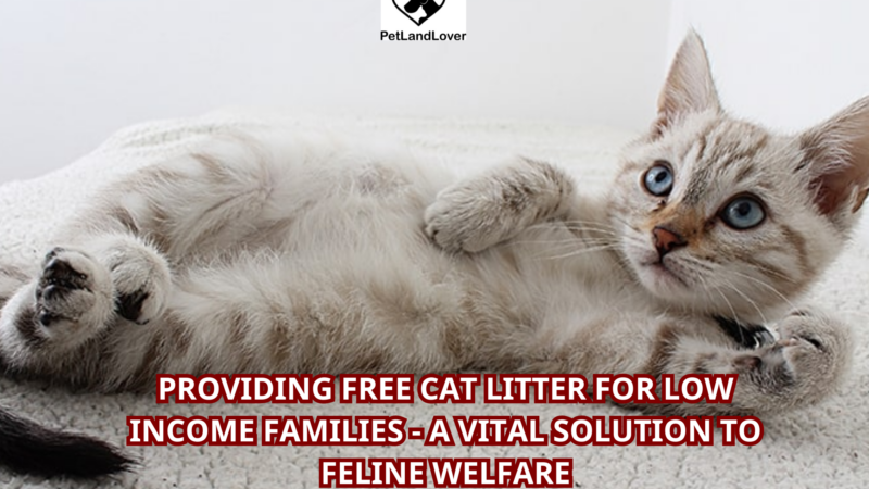 Providing Free Cat Litter for Low Income Families – A Vital Solution to Feline Welfare