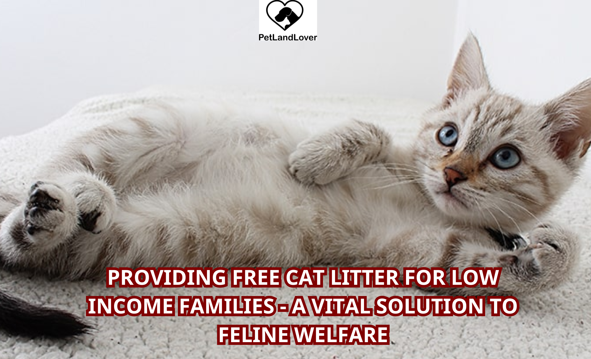 Providing Free Cat Litter for Low Income Families – A Vital Solution to Feline Welfare