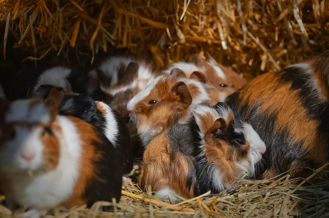 what colors do guinea pigs like