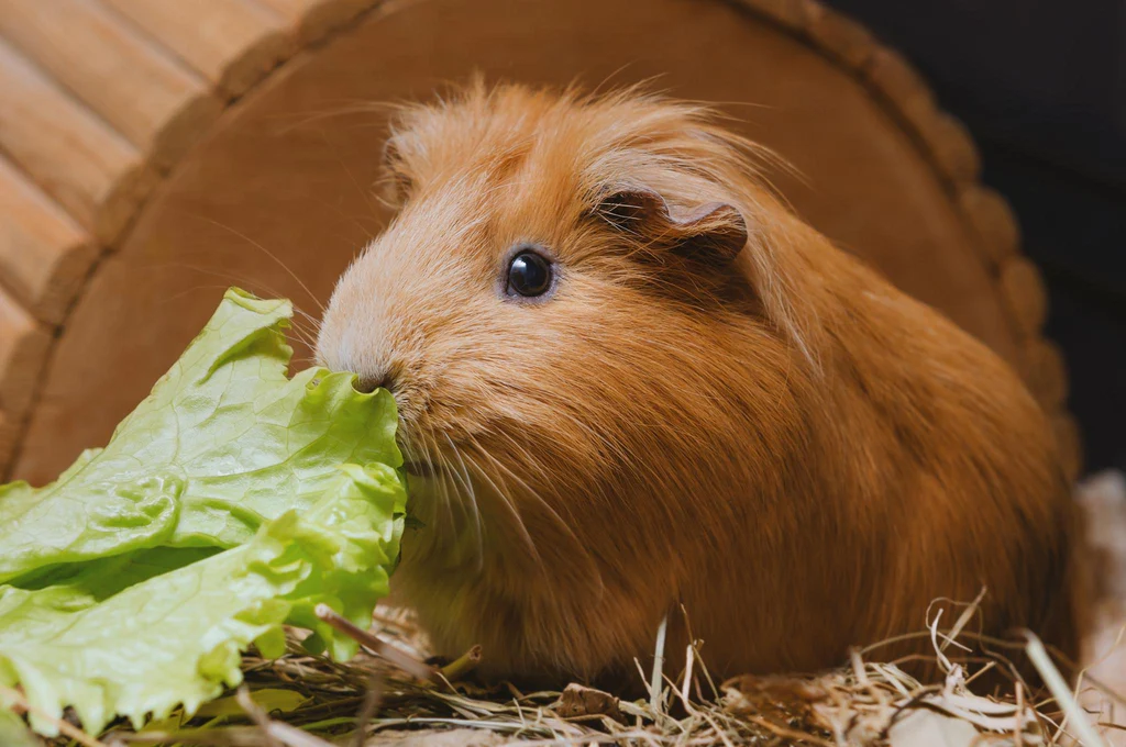 What Does It Mean When My Guinea Pig Squeaks?