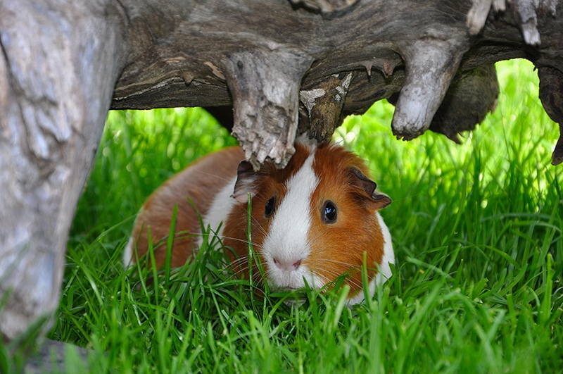 what colors do guinea pigs like