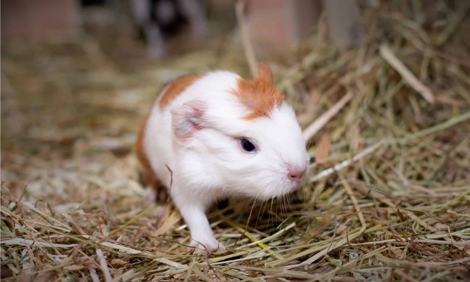 guinea-pig-paper-bedding