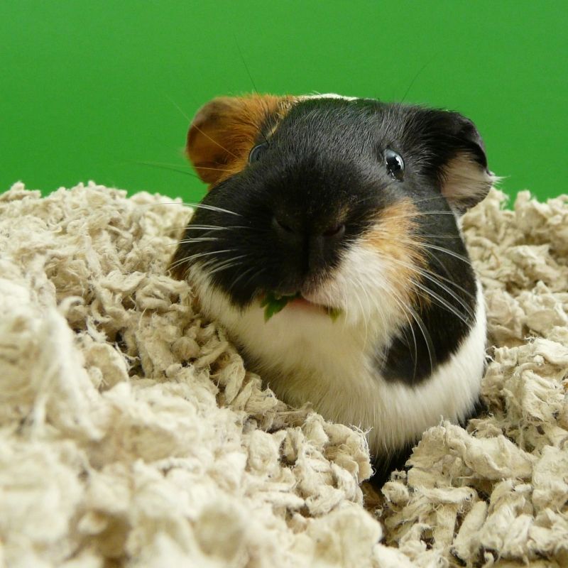 guinea-pig-paper-bedding