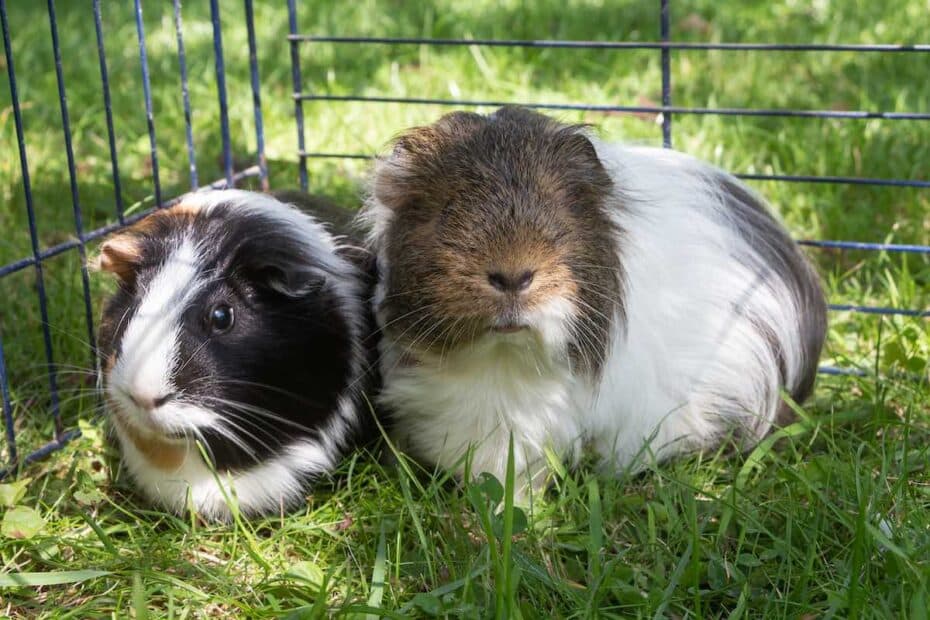 guinea-pig-paper-bedding