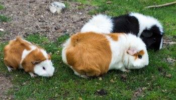 guinea-pig-paper-bedding