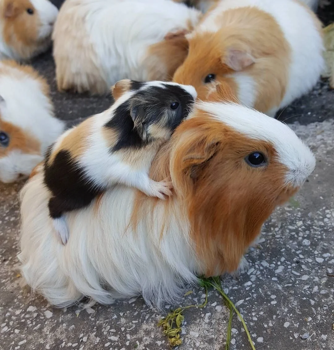 guinea-pig-paper-bedding