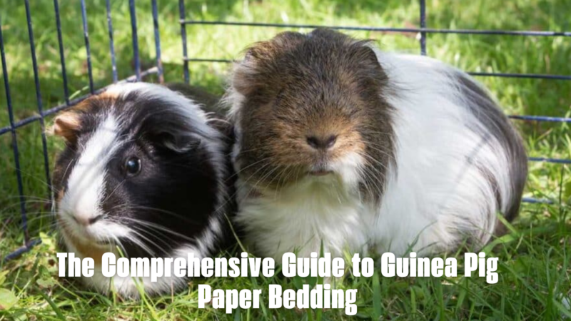 Guinea Pig Paper Bedding: The Comprehensive Guide