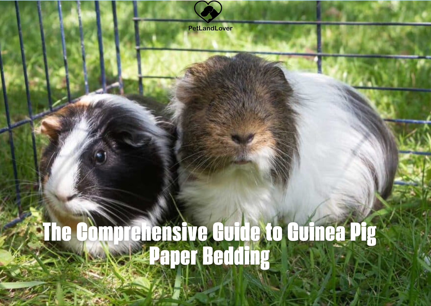 Guinea Pig Paper Bedding: The Comprehensive Guide