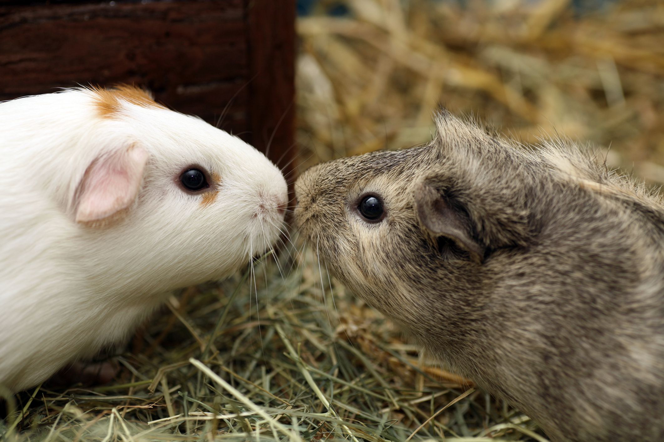 why do guinea pigs wheek