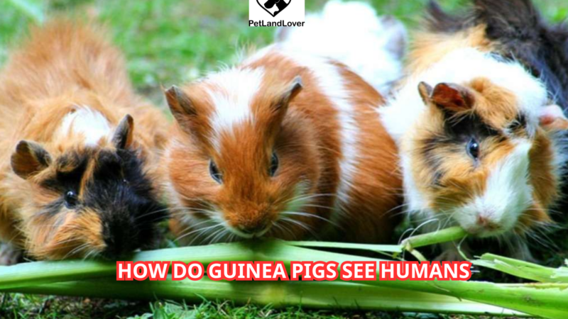 How Do Guinea Pigs See Humans?