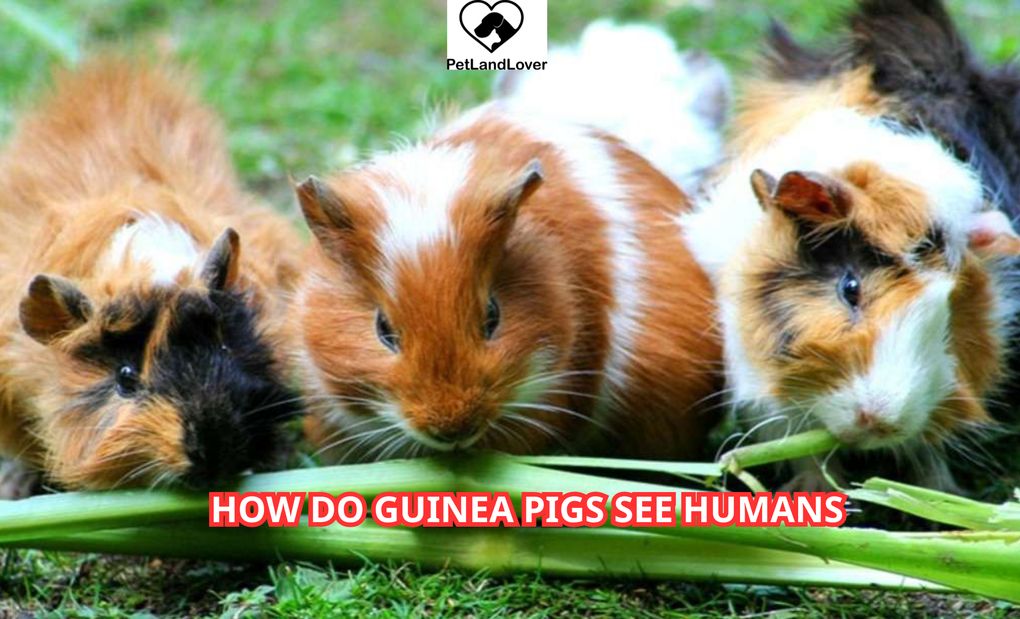 How Do Guinea Pigs See Humans?