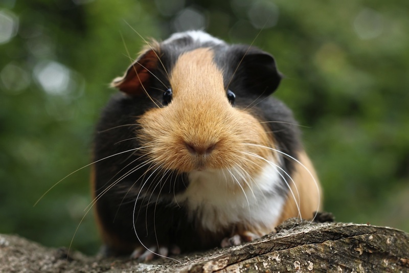 how do guinea pigs see humans