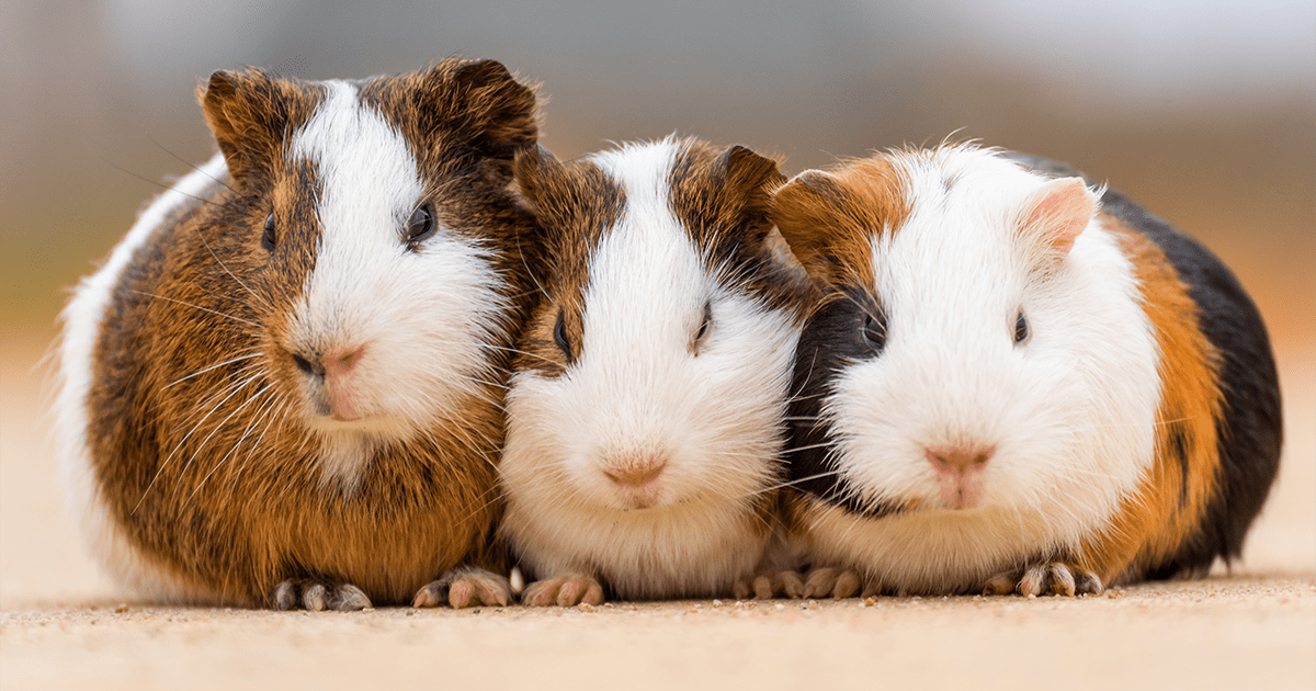 how do guinea pigs see humans