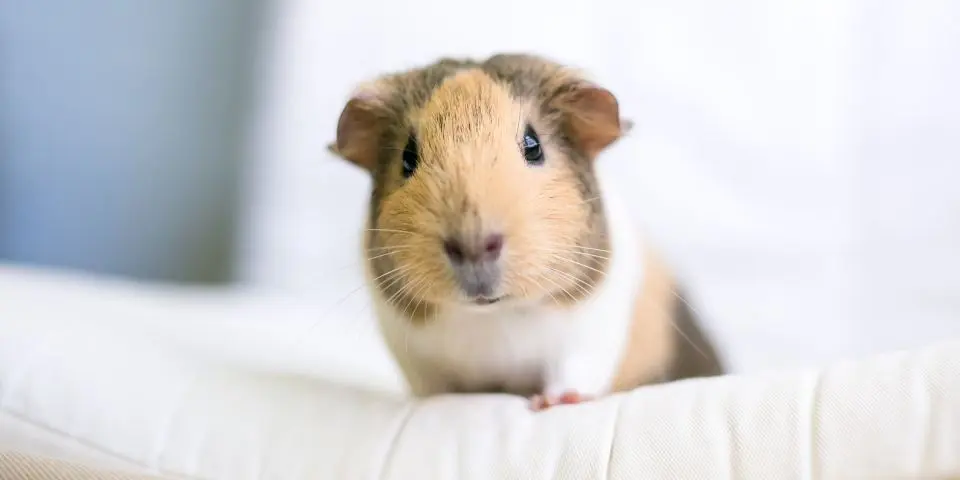 how do guinea pigs see humans