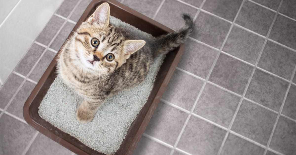 how to make homemade cat litter