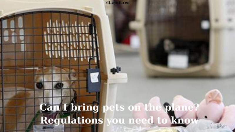 Can I bring pets on the plane? Regulations you need to know