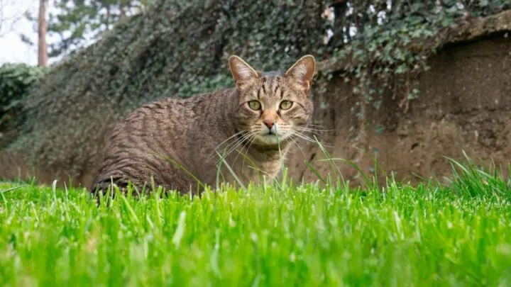 is-cat-poop-compostable