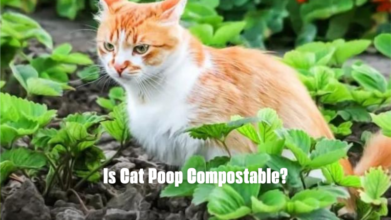 Is Cat Poop Compostable?