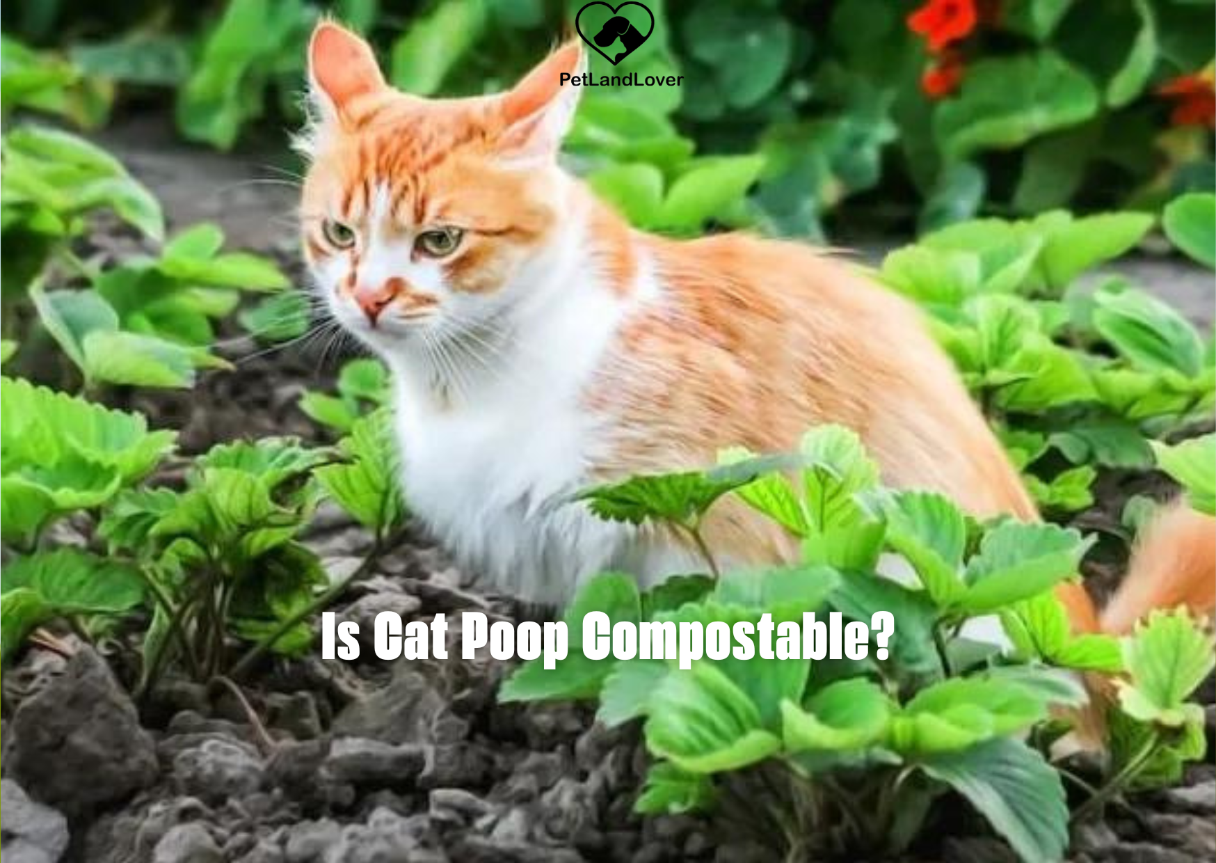 Is Cat Poop Compostable?