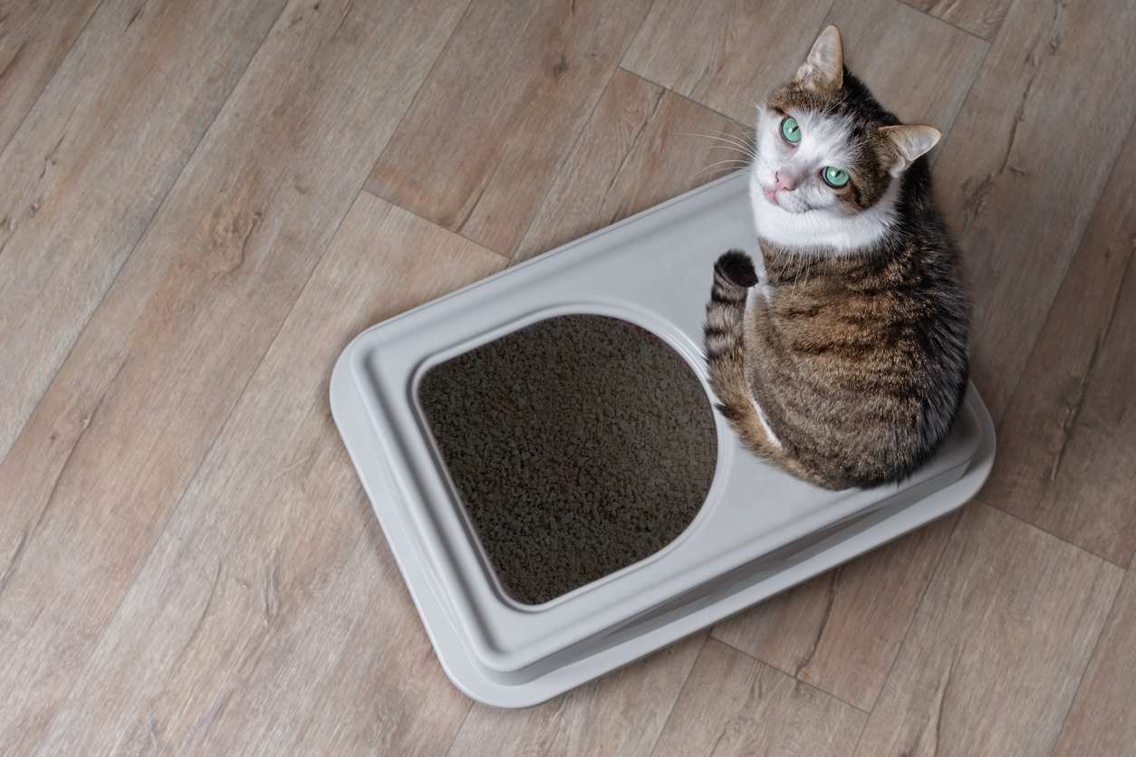 keep kitty litter off floor