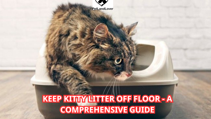 Keep Kitty Litter Off Floor – A Comprehensive Guide