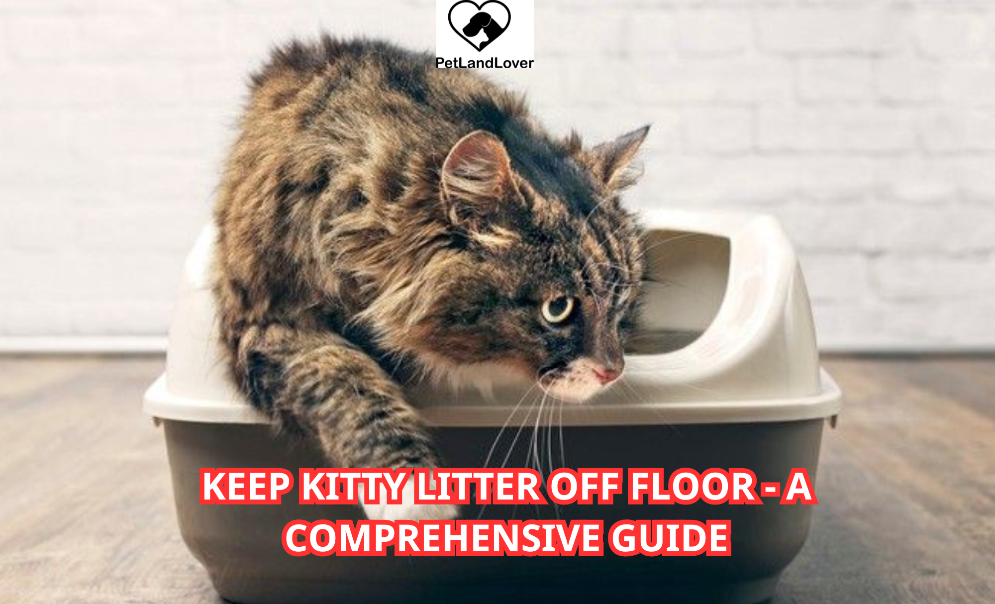 Keep Kitty Litter Off Floor – A Comprehensive Guide