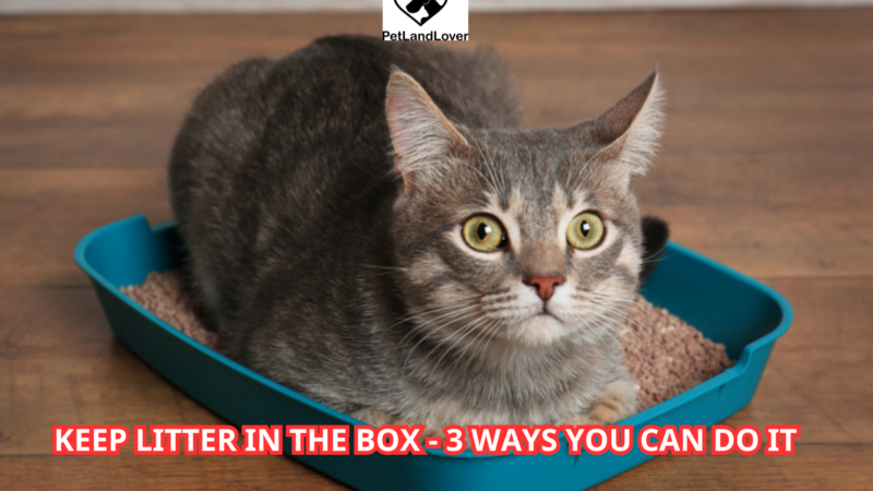 Keep Litter in the Box – 3 ways you can do it