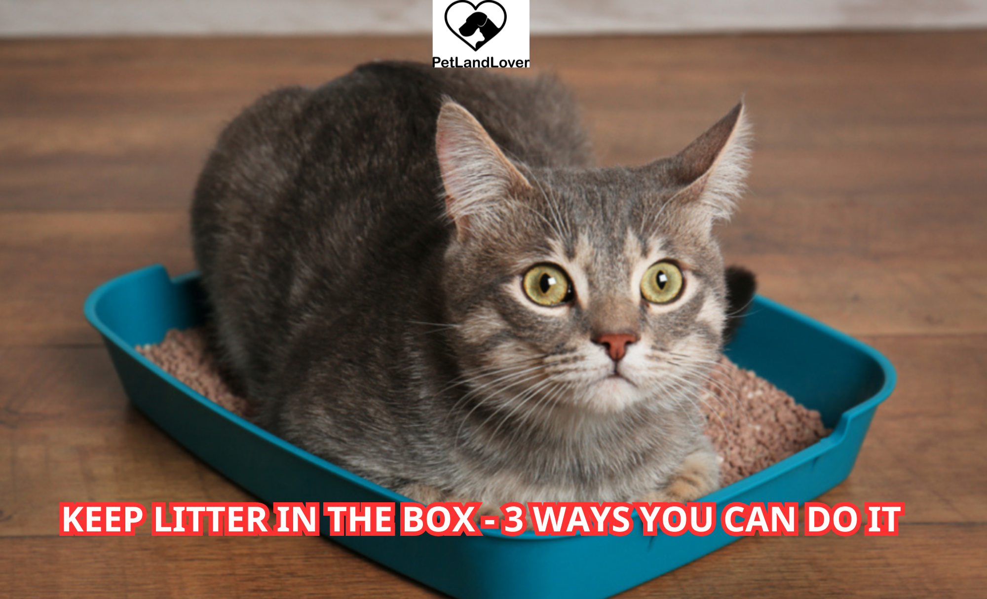 Keep Litter in the Box – 3 ways you can do it