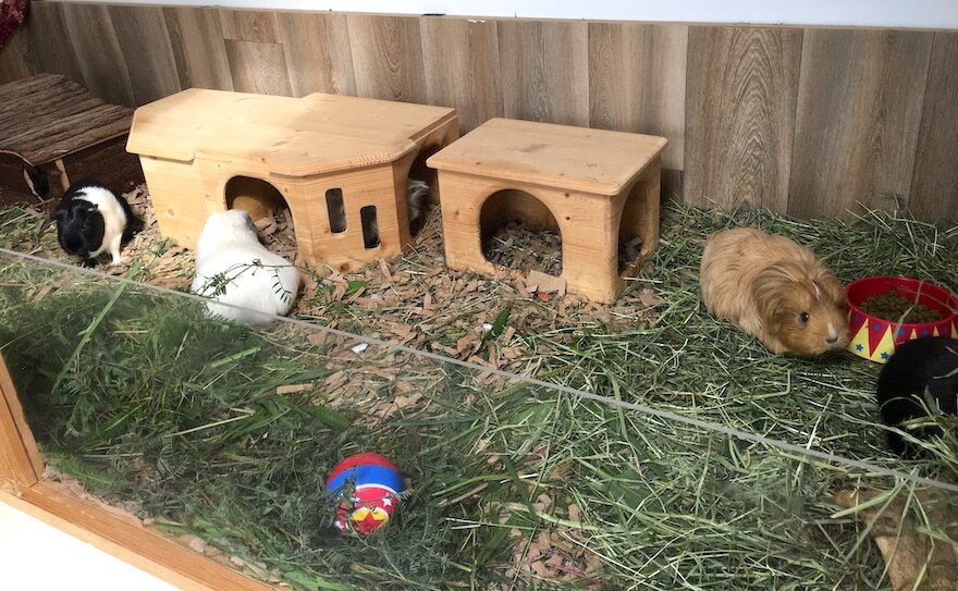 What to use for guinea pig bedding?