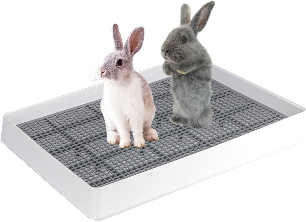 litter box trained bunnies for sale