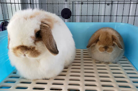 litter box trained bunnies for sale