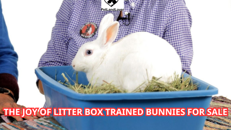 The Joy of Litter Box Trained Bunnies for sale