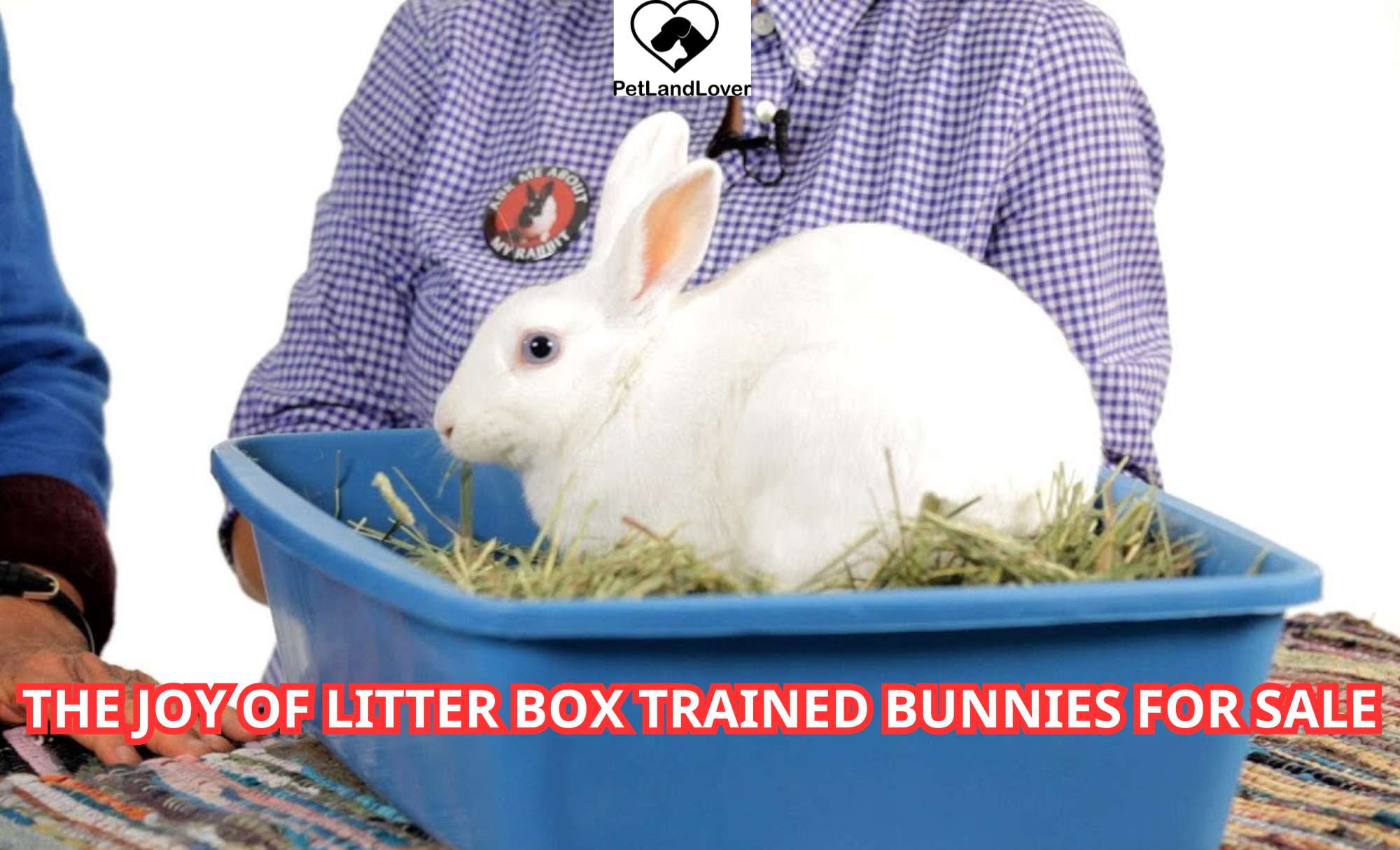 The Joy of Litter Box Trained Bunnies for sale